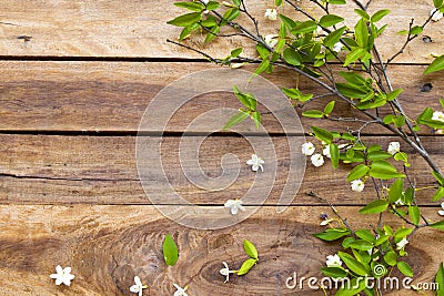 White little flowers local flora of asia in spring season Stock Photo