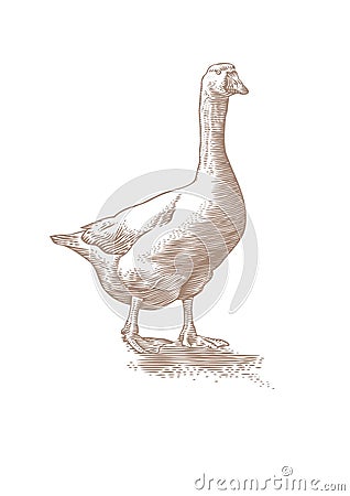 White live goose Vector Illustration