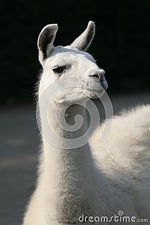 White llama Stock Photo