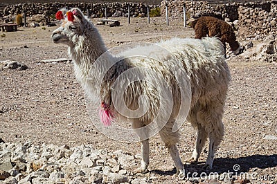 White llama in a highland farm, Salar de Uyuni, Bolivia Stock Photo