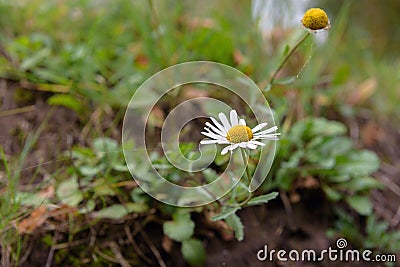 White lonely chamomile flower on a green field Stock Photo