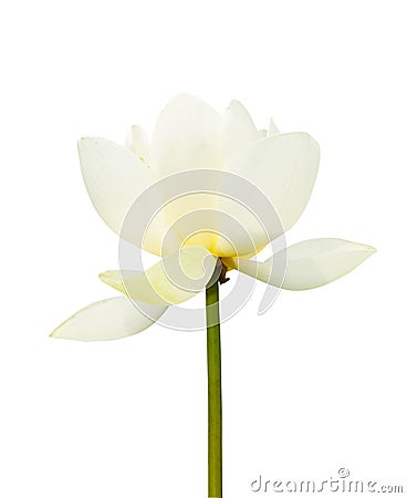 White lotus blooming isolated white Stock Photo