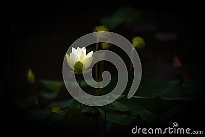 White Lotus Flower Stock Photo