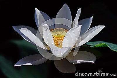 White lotus flower, beauty in Nature Stock Photo