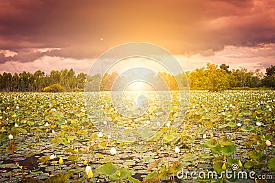 White lotus flower fields background Stock Photo