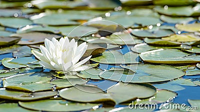 White lotus flower and lush foliage in natural lake Stock Photo