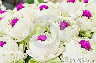 White lotus and Glob-Amaranth Comoran flower Stock Photo