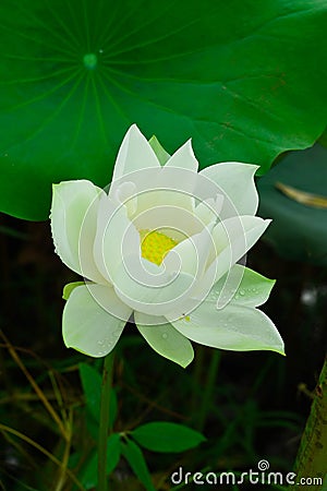 White lotus, large green leaves, drops of dew on lotus leaves and sunrise in the morning. Stock Photo