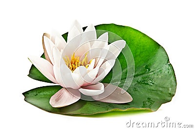 White lotus on leaf Stock Photo