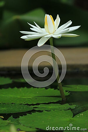 White lotus Stock Photo