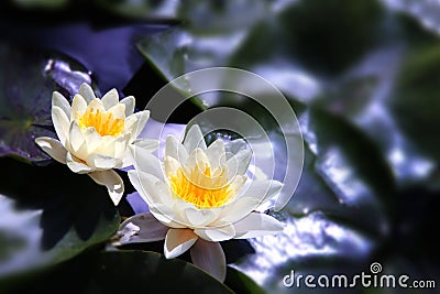 White Lotus on the River Stock Photo