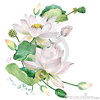 White lotus watercolor botanical illustration. Cartoon Illustration
