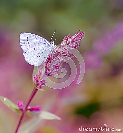 White Lycaenidae butterfyl on a flower blossom Stock Photo
