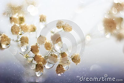 White macro flowers with big drops and deep moisture blue bokeh Stock Photo