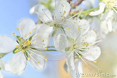 White macro spring blossoms Stock Photo