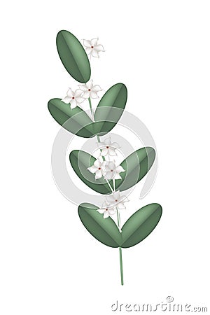 White Madagascar Jasmine Flowers on White Background Vector Illustration