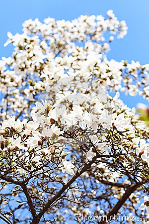 White magnilia tree selective focus Stock Photo