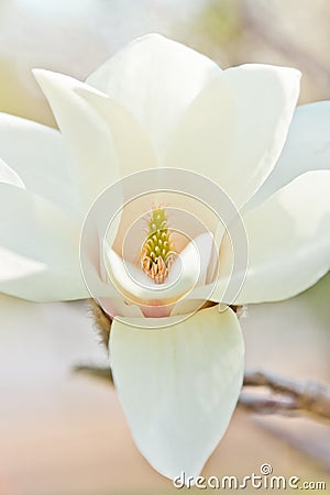 White magnolia Stock Photo