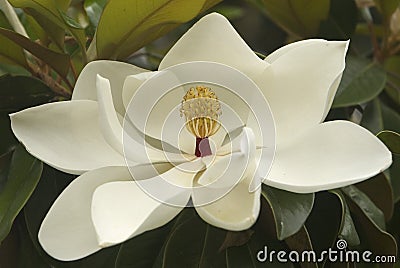 White magnolia blossom Stock Photo