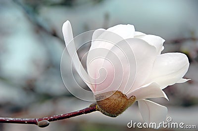 White Magnolia Blossom Stock Photo