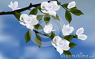 White magnolia blossom on blue background Vector Illustration