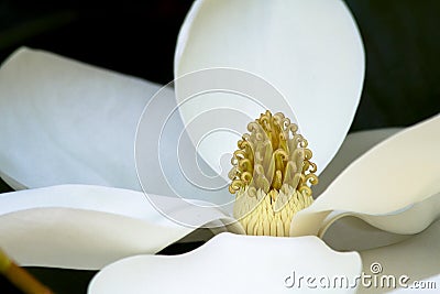 White magnolia flower Stock Photo