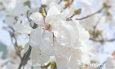 Star Magnolia tree in bloom Closeup. Stock Photo