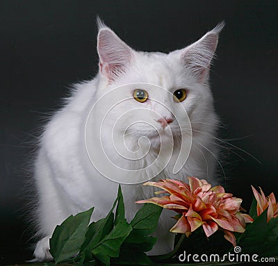 White maine-coon cat over black. Stock Photo