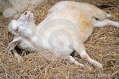 White male American Pygmy goat lying on straw : funny portrait Stock Photo