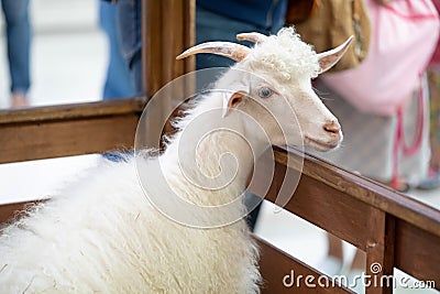 White male American Pygmy goat portrait Stock Photo