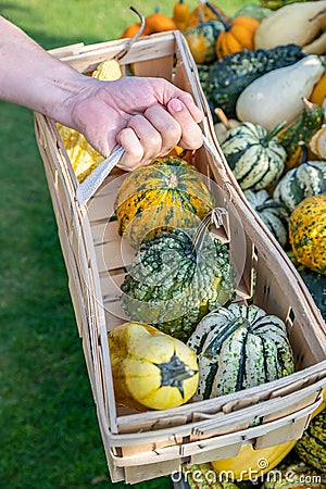 White male customer holding wood basket buying different ornamental gourds, close-up Stock Photo