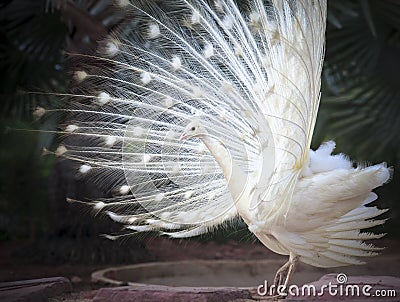 white male indian peacock with beautiful fan tail plumage feather showing for breeding to female Stock Photo