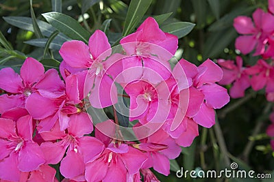 White mandevilla flower. Close-up. Blurred background Stock Photo