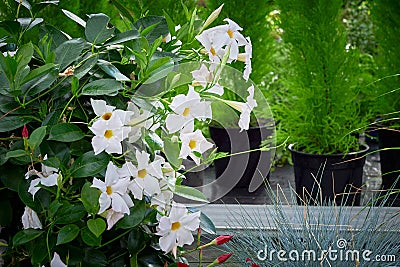 White Mandevilla flower in a greenhouse Stock Photo