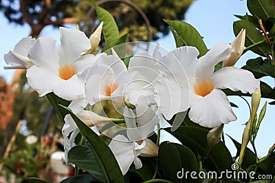 White Mandevilla Flowers Stock Photo