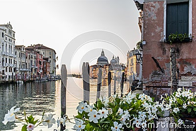 White mandevilla flowers on the waterfront of the Canal Grande in Venice with mooring poles, docks and old palaces in the Stock Photo