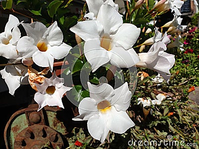 White Mandevilla laxa flowers Stock Photo