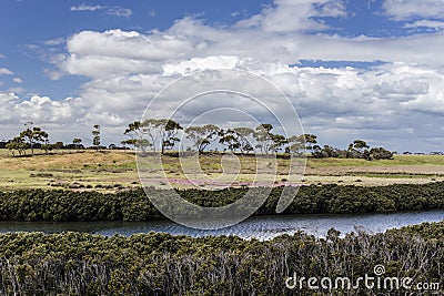 White mangroves and eucalyptus trees Stock Photo