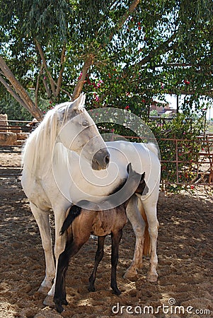 White mare with foal Stock Photo