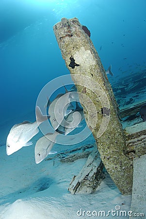 White Margate Stock Photo