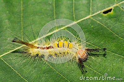White-marked Tussock Moth Caterpillar Stock Photo