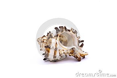 White and marron shell isolated in white background Stock Photo