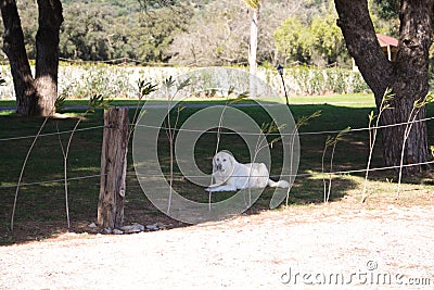 White mastiff dog lying on the grass in the garden of a house Stock Photo
