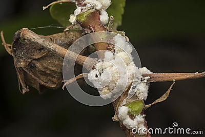 Extreme close shot of white waxy fuzzy mealybug pseudococcidae. Stock Photo