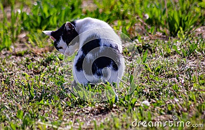 white mediterranean cat with gray spots on grass Stock Photo