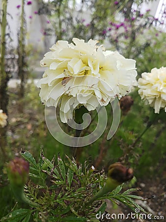 White merrygold summer bloom..charming Stock Photo