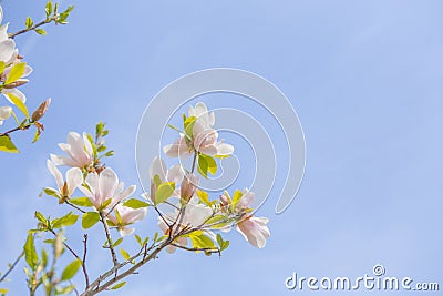 White michelia alba under sunlight Stock Photo