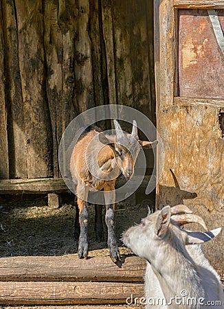 White milk goats in a pen near the barn Stock Photo
