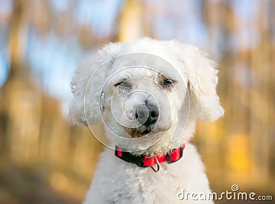 A white Miniature Poodle mixed breed dog squinting its eyes Stock Photo