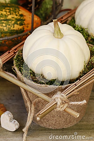 White miniature pumpkin baby boo in paper pot Stock Photo